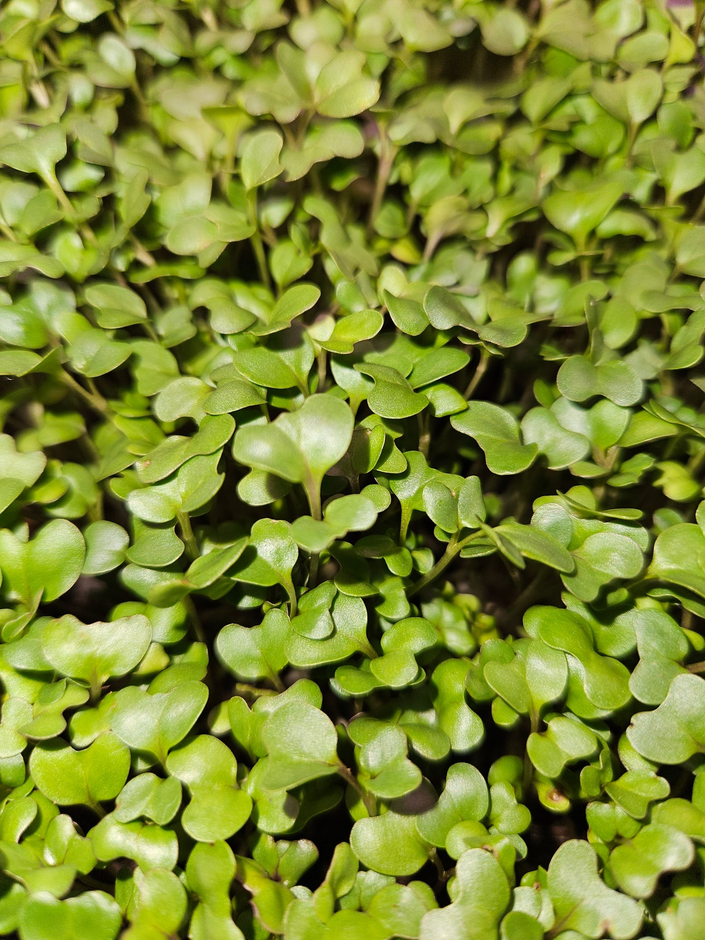 Broccoli microgreens